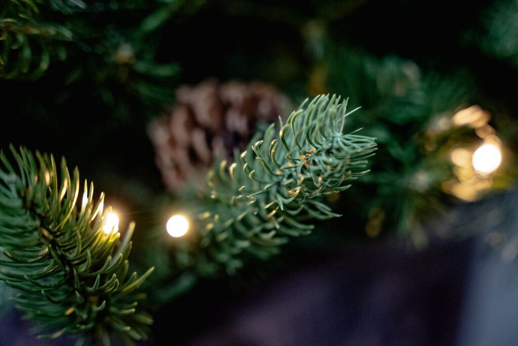 BOSK Hazelnut Pine Porch Tree – 4ft Artificial Christmas Tree 5061030164587 2