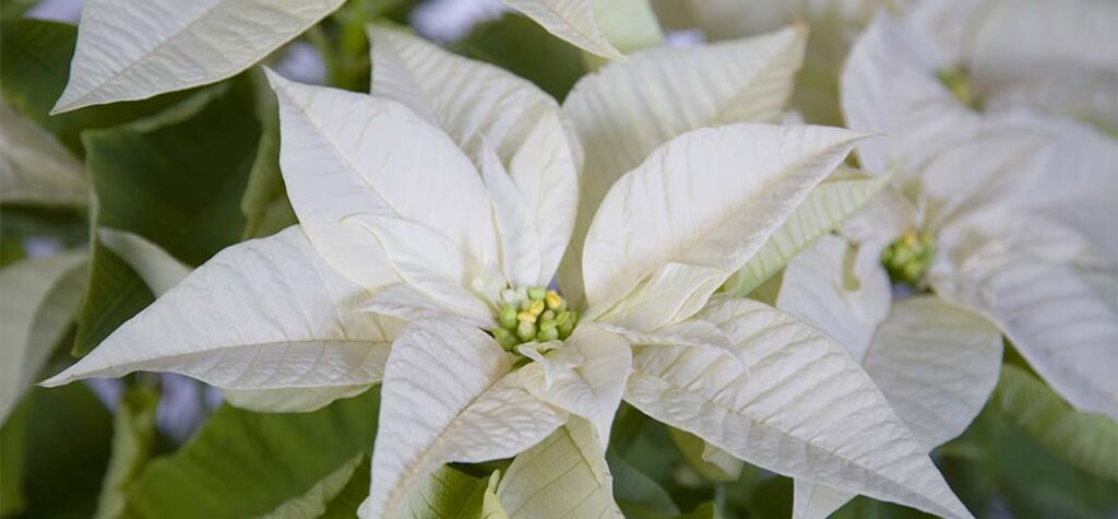 white christmas theme white poinsettia