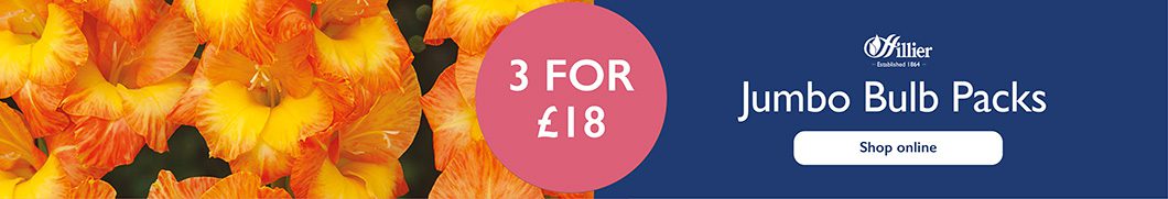 3 for £18 jumbo bulbs pack