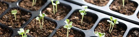 Gardeners' World Live