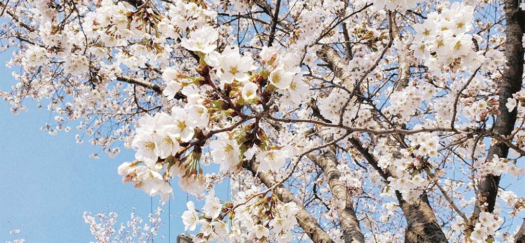 prunus cherry blossom inline