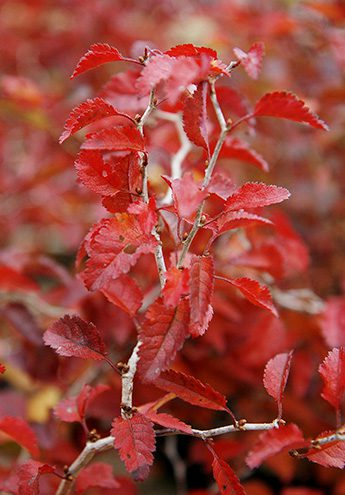 prunus incisa kojo no mai inline