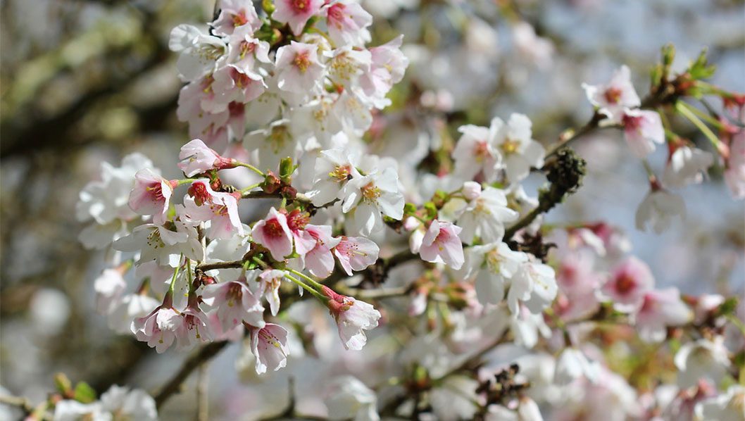 prunus spp plant profile header