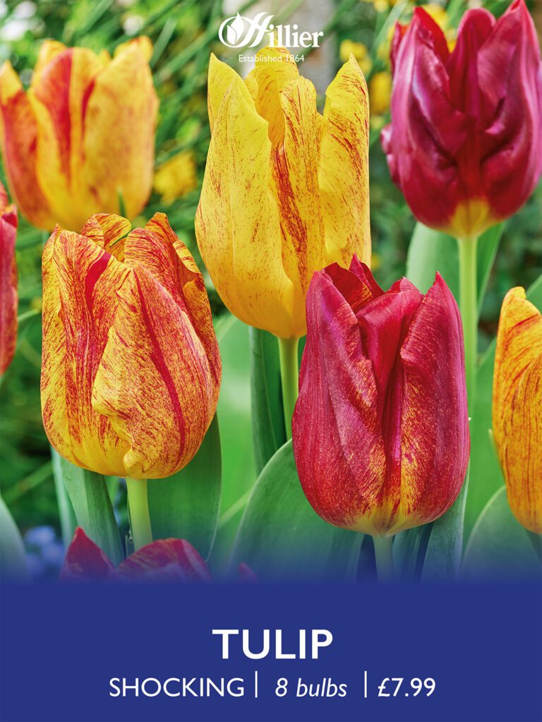 8718641998083 1 tulip shocking.jpg