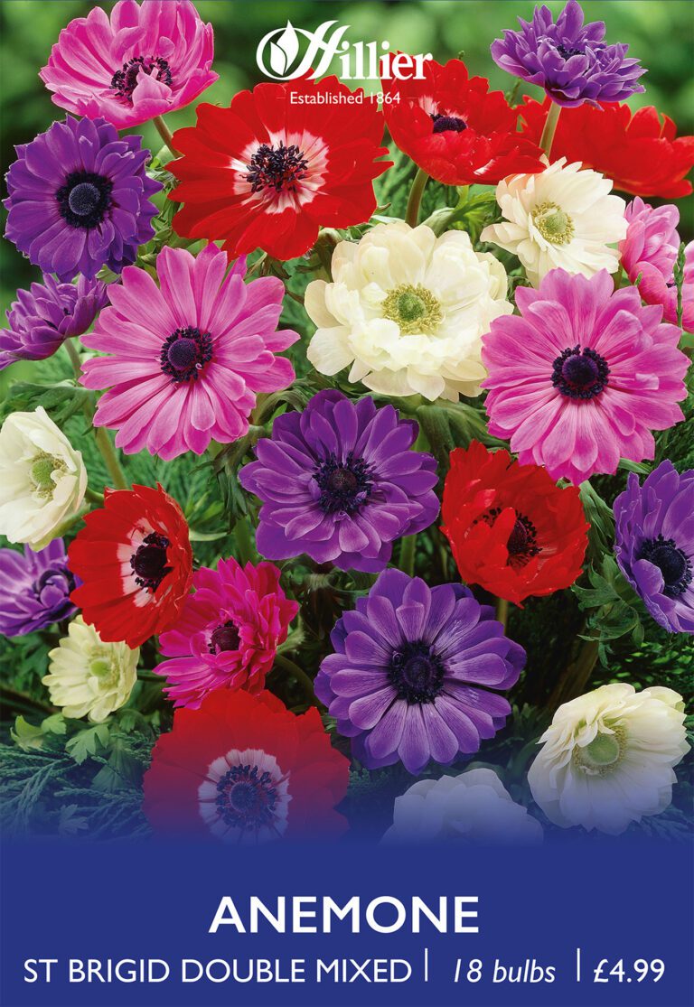 8718641999592 1 anemone st brigid double mixed.jpg