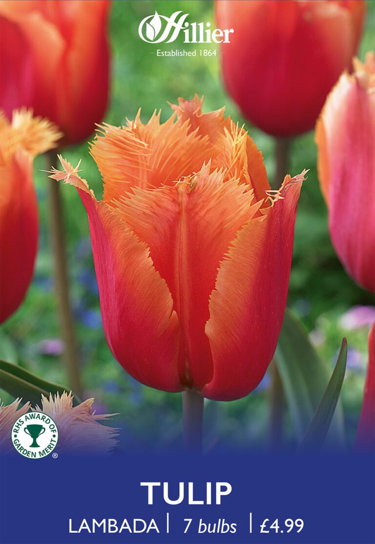 8718641999714 1 tulip lambada.jpg